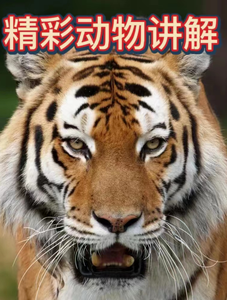 男子掰开鳄鱼嘴,里面居然住着一个“异物”,这是个什么鬼?