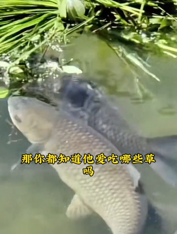 韭菜还能钓草鱼?直到试过老钓友这套配方,才真正服气!