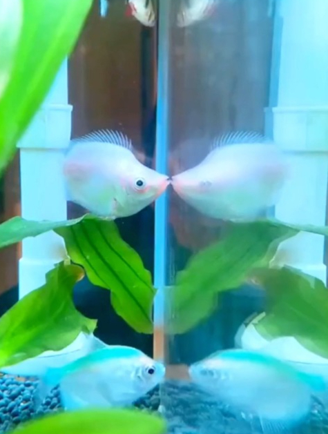 接吻鱼要怎么养?