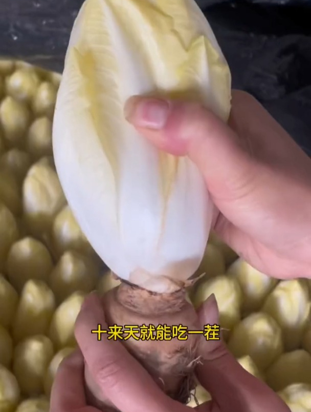 欧洲引进的娃娃菜,长得像“菜心”,农户:平头老百姓可吃不起!