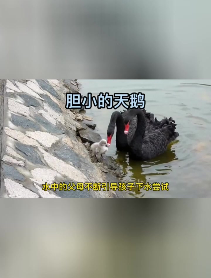 一只小天鹅第一次练习游泳 引来众人围观