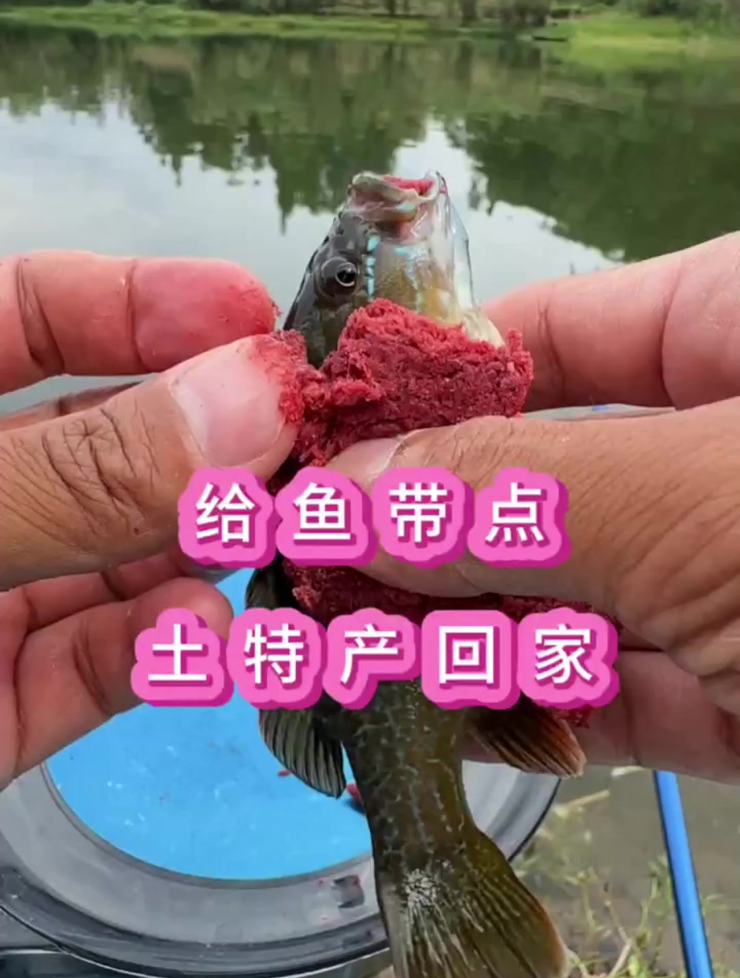 大家知道这是什么鱼吗?上一趟岸也不容易,给它带点特产吧