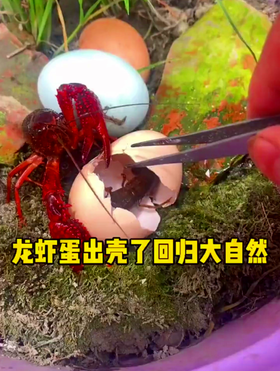 老铁们，龙虾蛋出壳了，回归太自然！