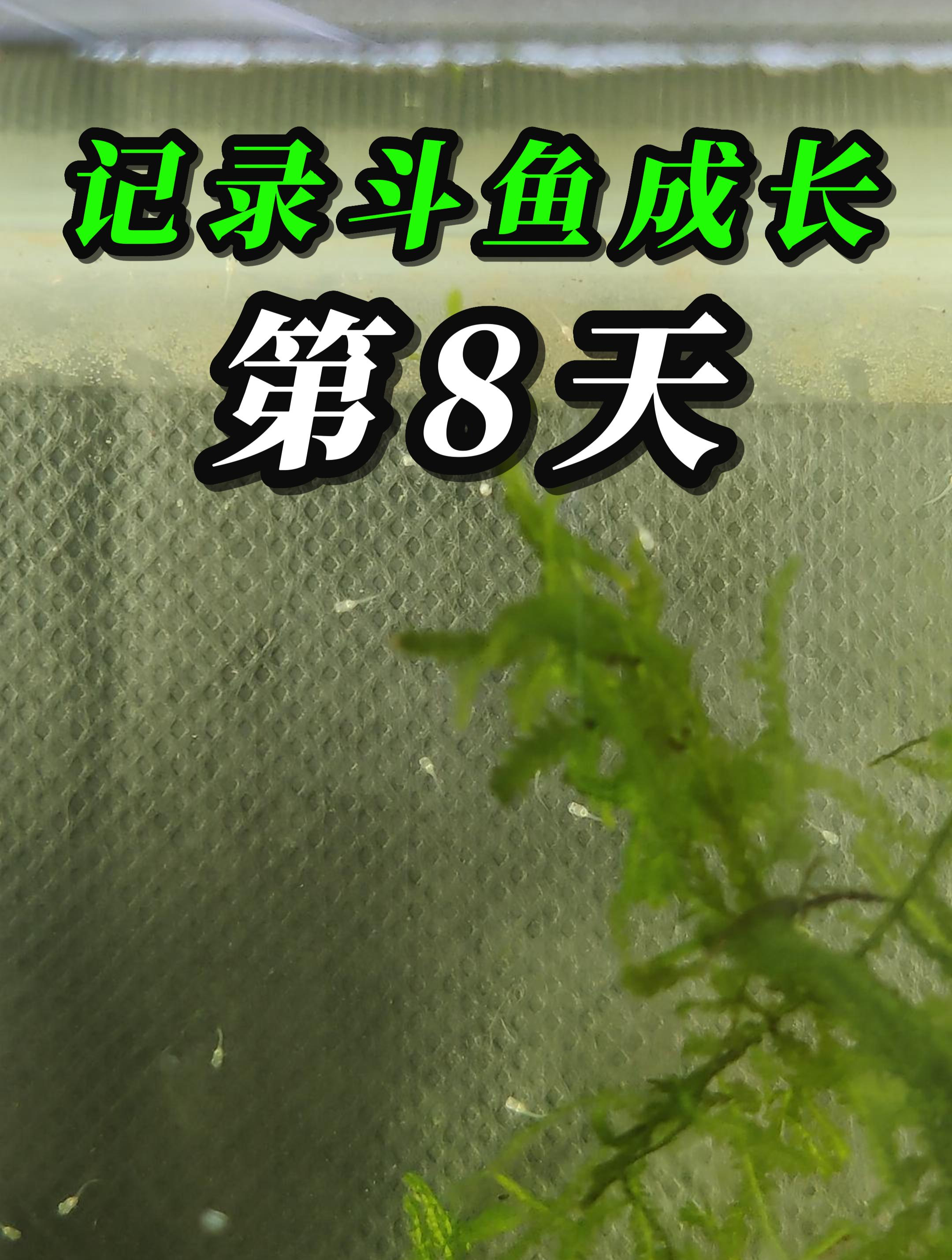一起见证小斗鱼苗的成长:第8天!