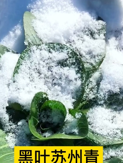 这种菜大雪冻不死,人称“蔬菜之王”,种植简单,老人常吃能抗癌