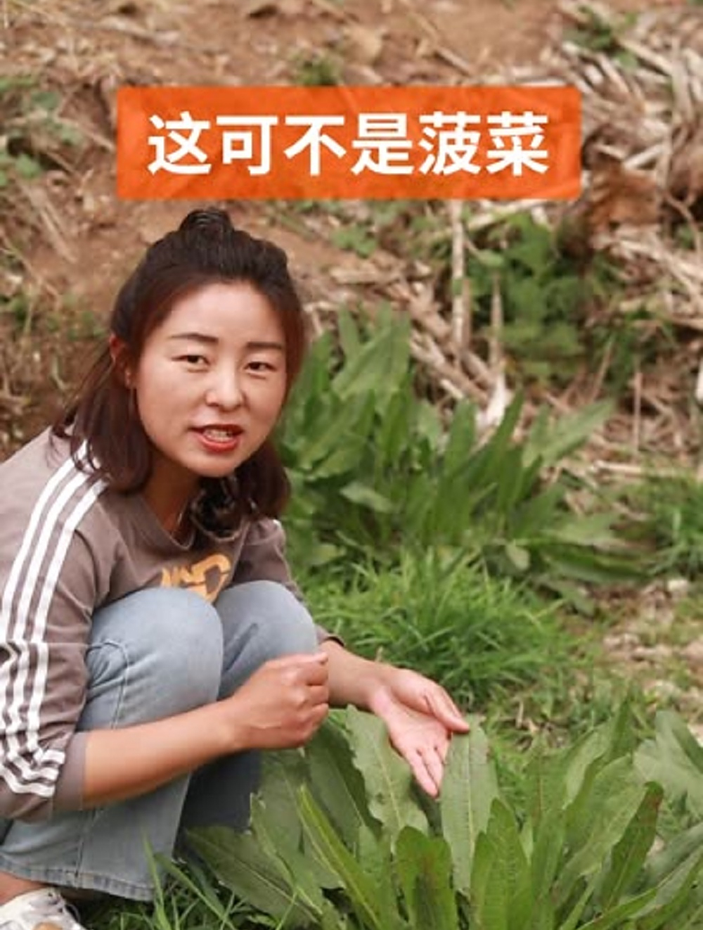 野菠菜可不是菠菜,它的学名叫酸模,味道酸酸的,但不要乱吃哦!