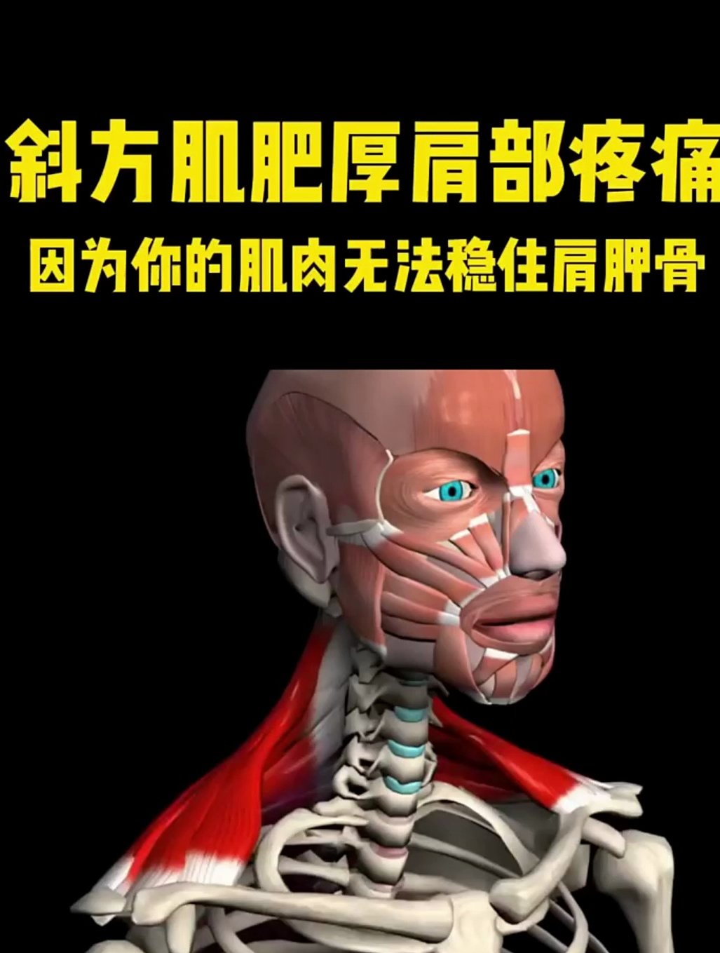 维持肩胛骨稳定的肌肉有多重要