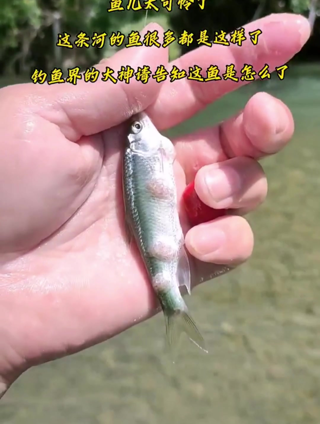 这河里是有什么变质的东西吗,竟然小鱼都长成这样了,真的好吓人