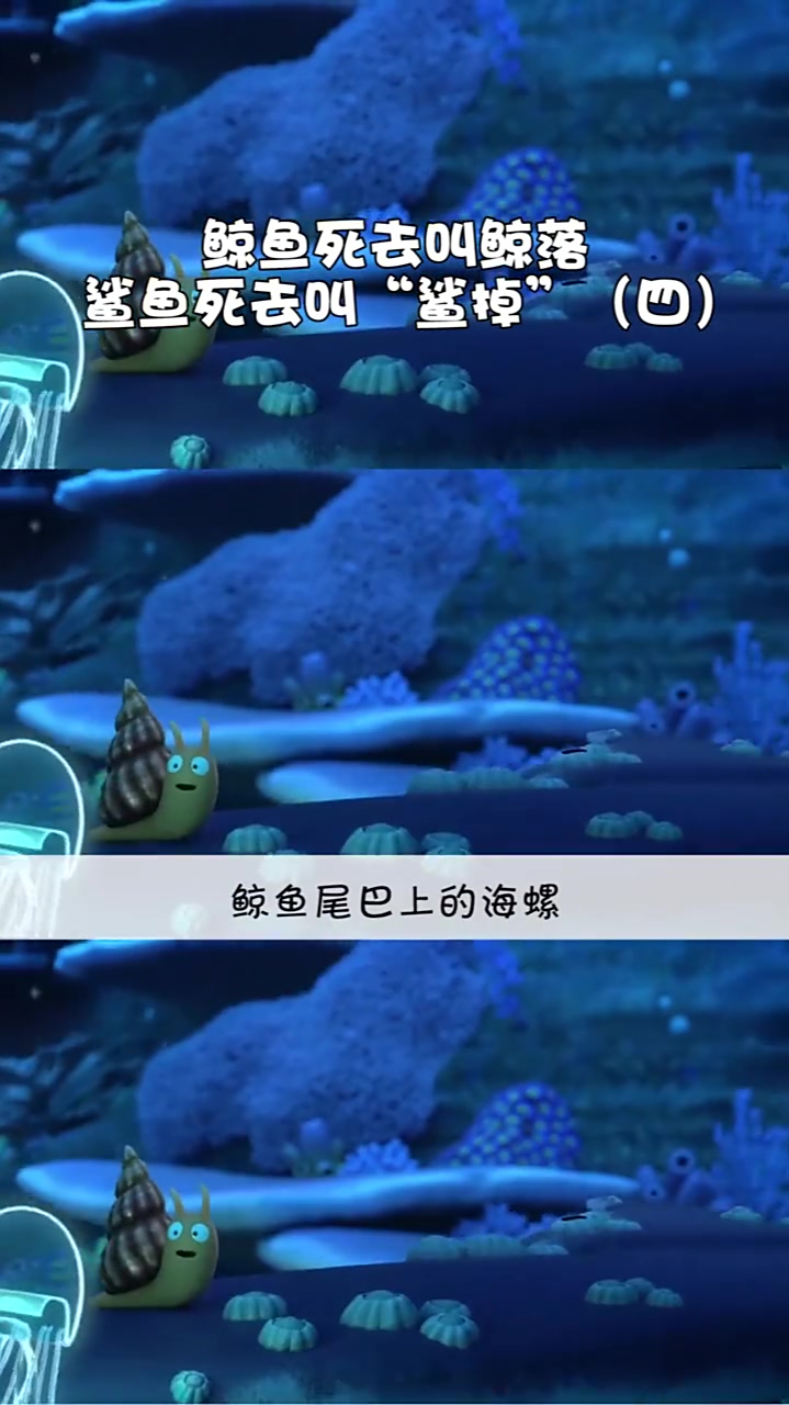 71. 海螺与鲸鱼(4_7)动漫
