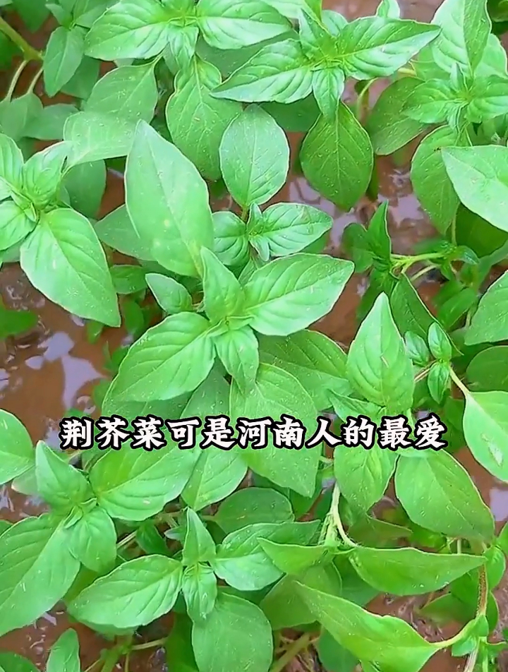 没想到农村菜园常见的荆芥,除了用来拌凉菜,还有这么多好处?