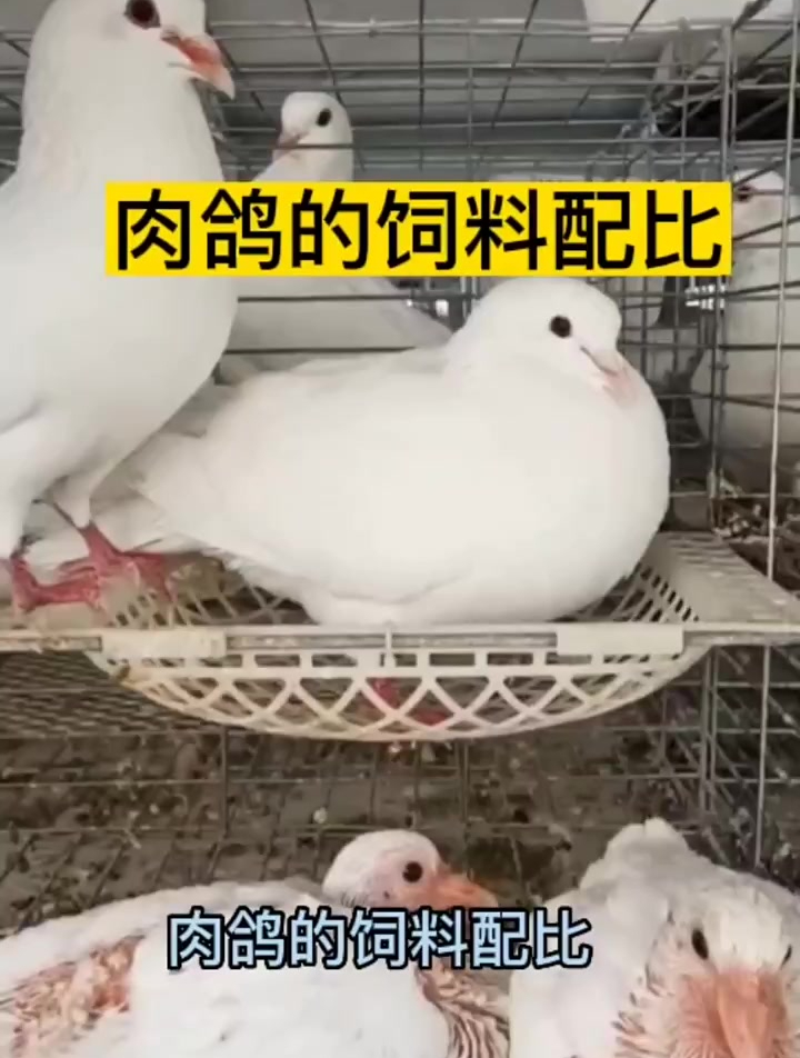 肉鸽的三种饲料配比