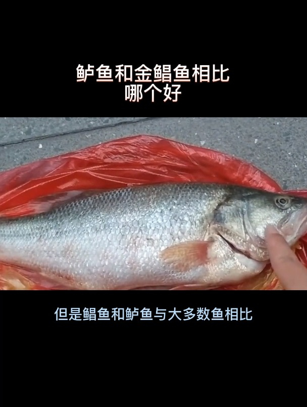 鲈鱼和金鲳鱼相比哪个好