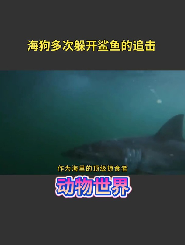 海狗多次从鲨鱼口中惊险躲开鲨鱼追击 野生动物零距离