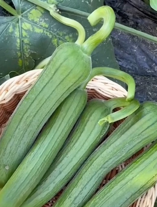 煲汤炒菜味更美的“肉丝瓜”,吃一次回味无穷,一根藤上无数瓜!