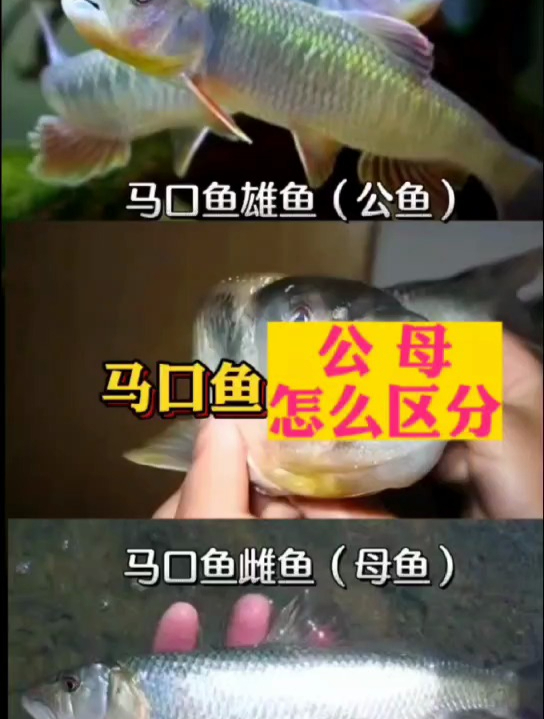 马口鱼公母怎样区分?