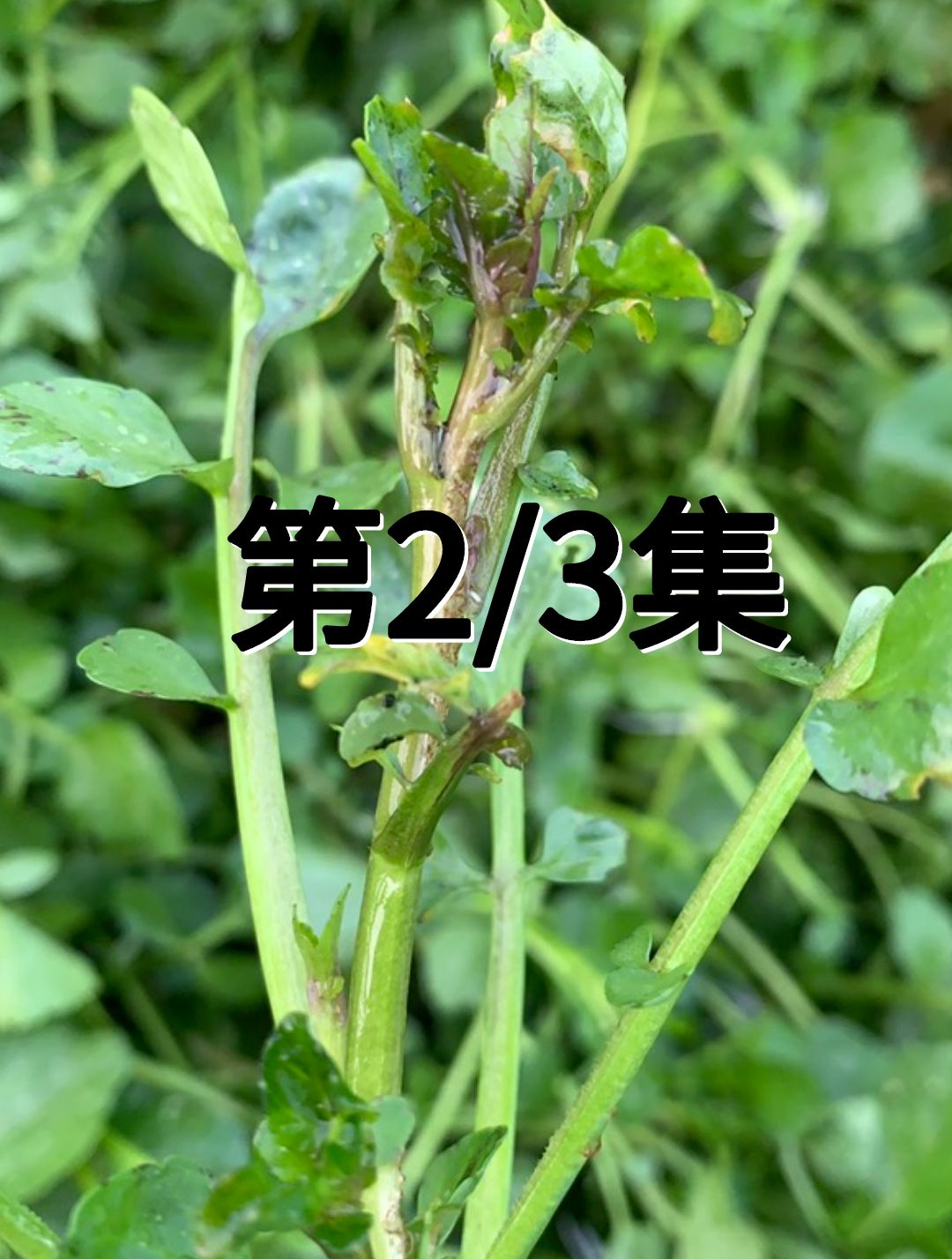西洋菜是什么菜?它真的有很多小蚂蟥吗?看完你就明白了!2