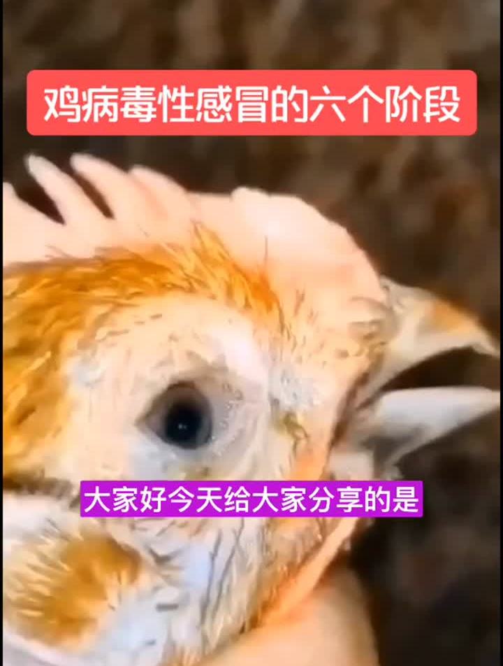 鸡病毒性感冒的六个阶段,你学会了吗?