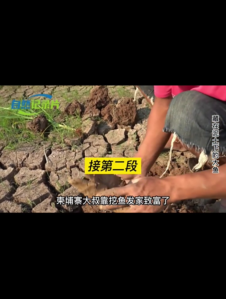柬埔寨独特捉鱼方式 在干涸的泥地里挖鱼 一天赚几百 三