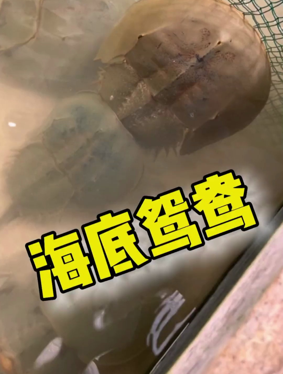 传说中永不分离的海底鸳鸯来了