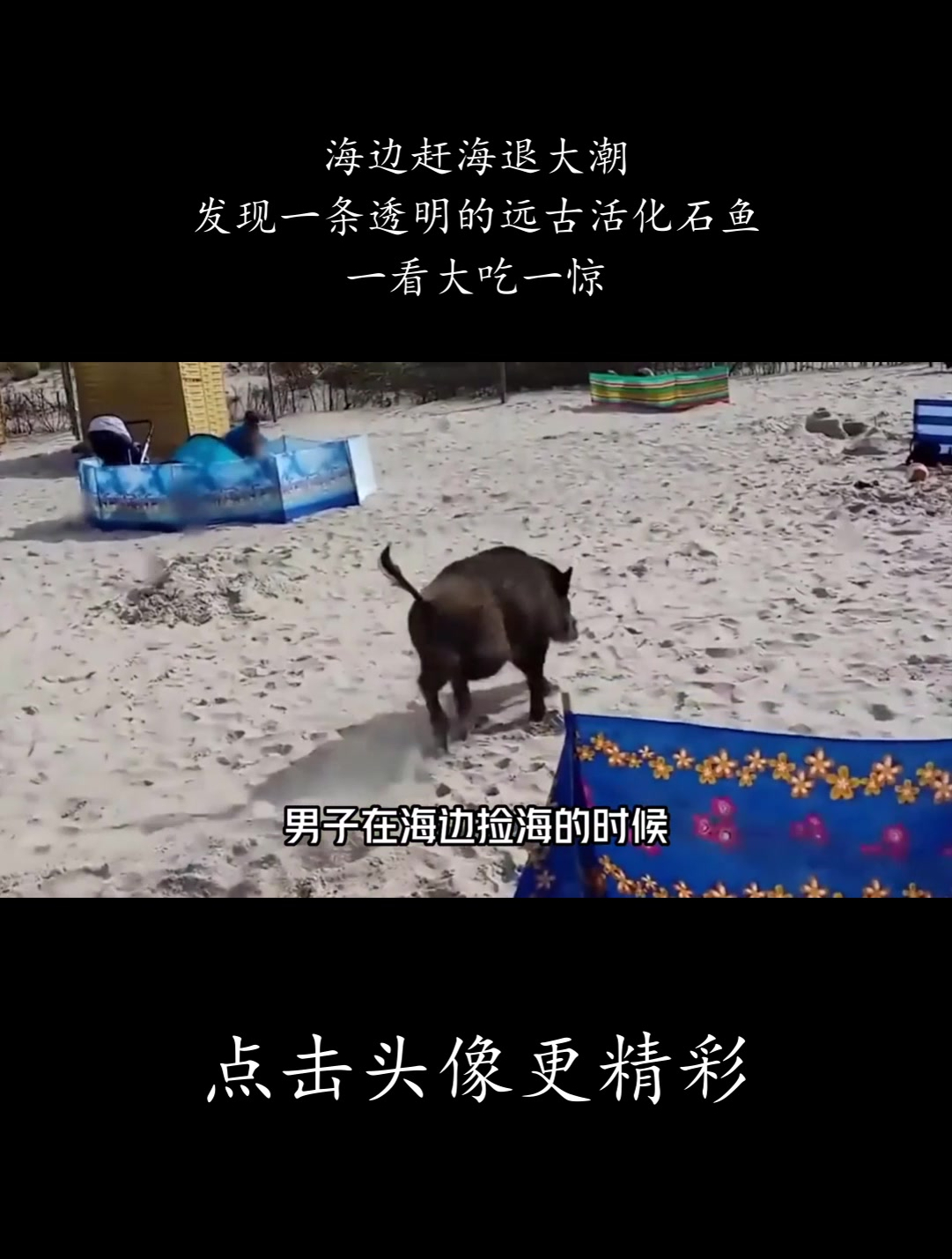 海边赶海退大潮,发现一条透明的远古活化石鱼,一看大吃一惊