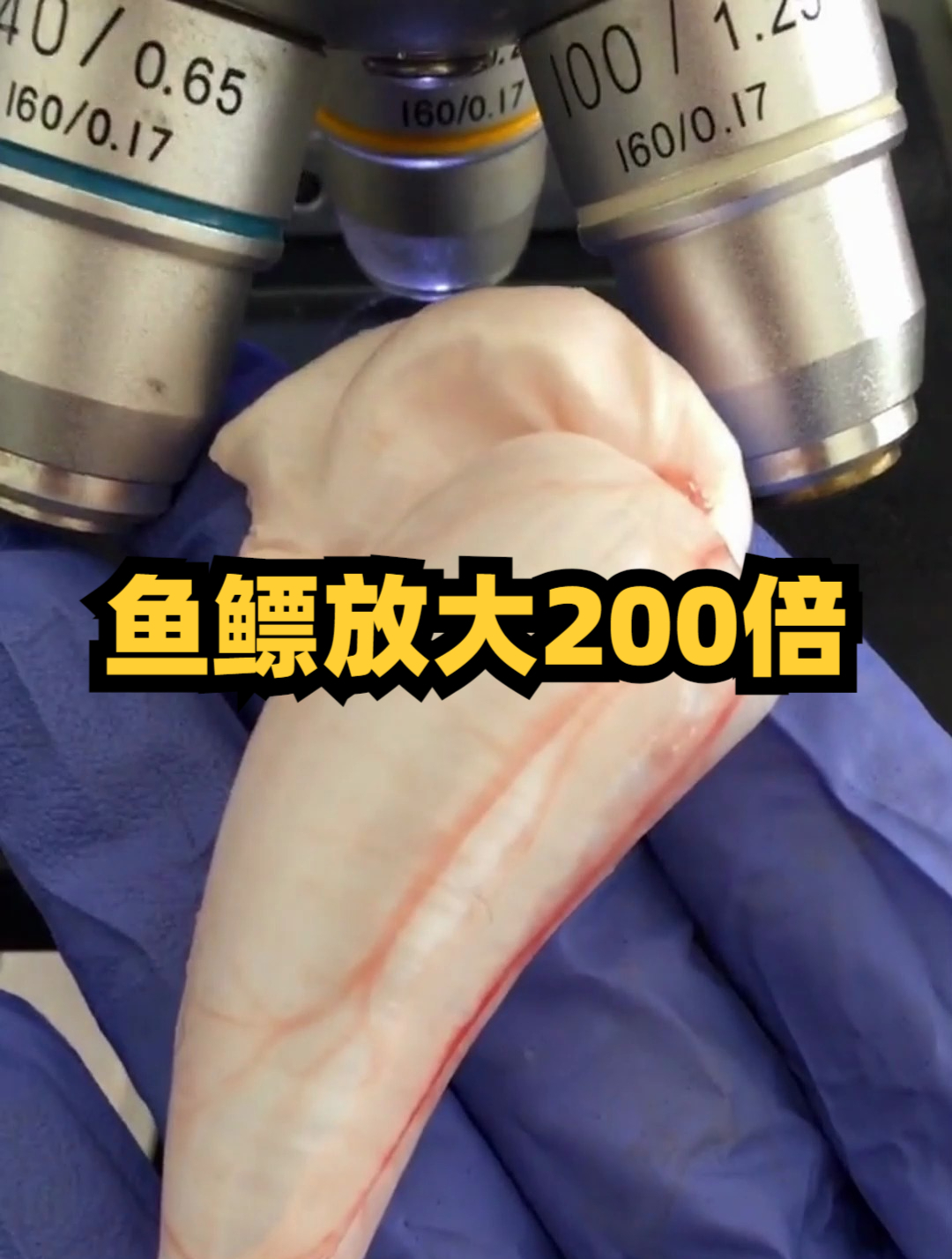 鱼鳔俗称鱼泡鱼肚,鱼体器官之一 内含空气 可使鱼调节身体的密度