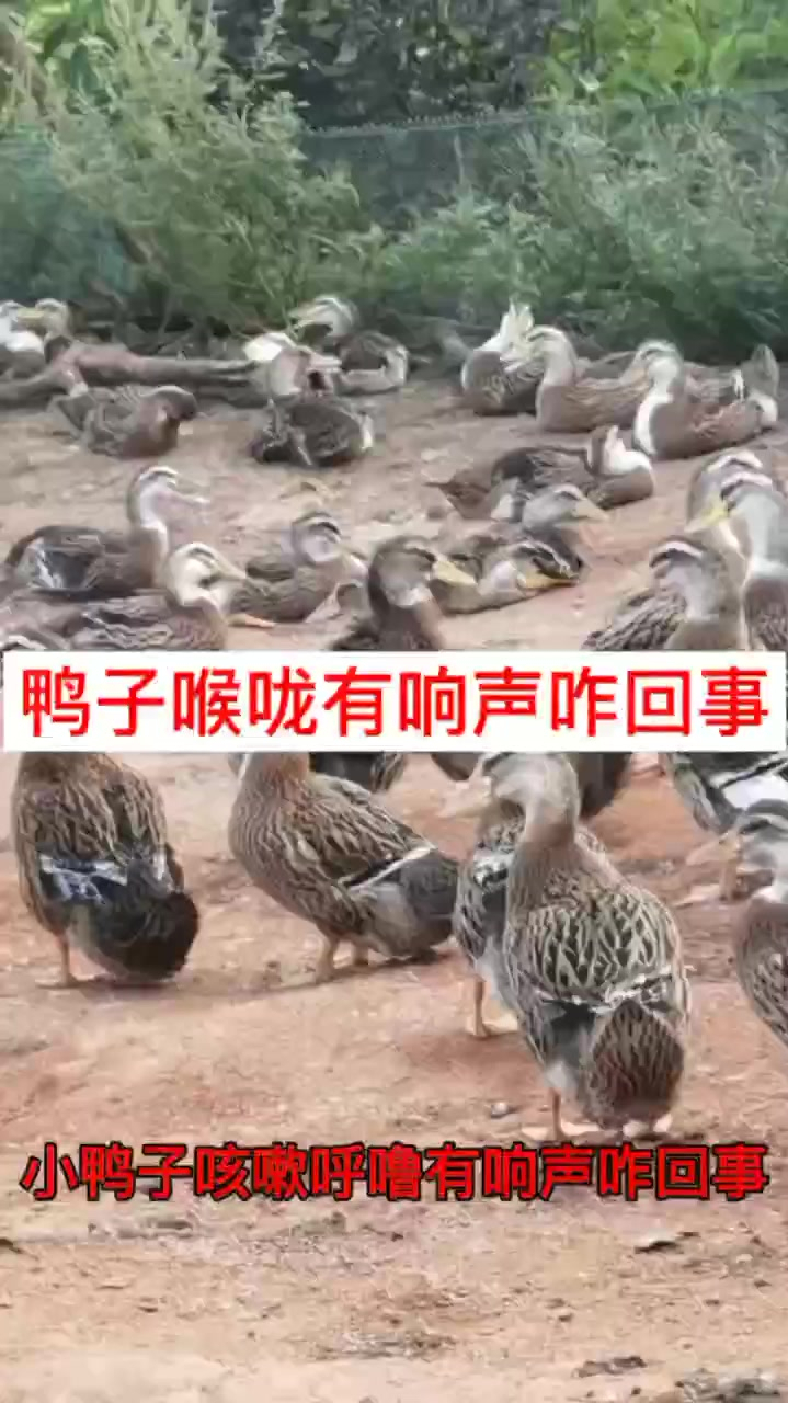 鸭子喉咙响是什么问题 鸭子不停的张嘴呼吸 小鸭子喉咙响用什么 小鸭子张嘴嗓子痰声