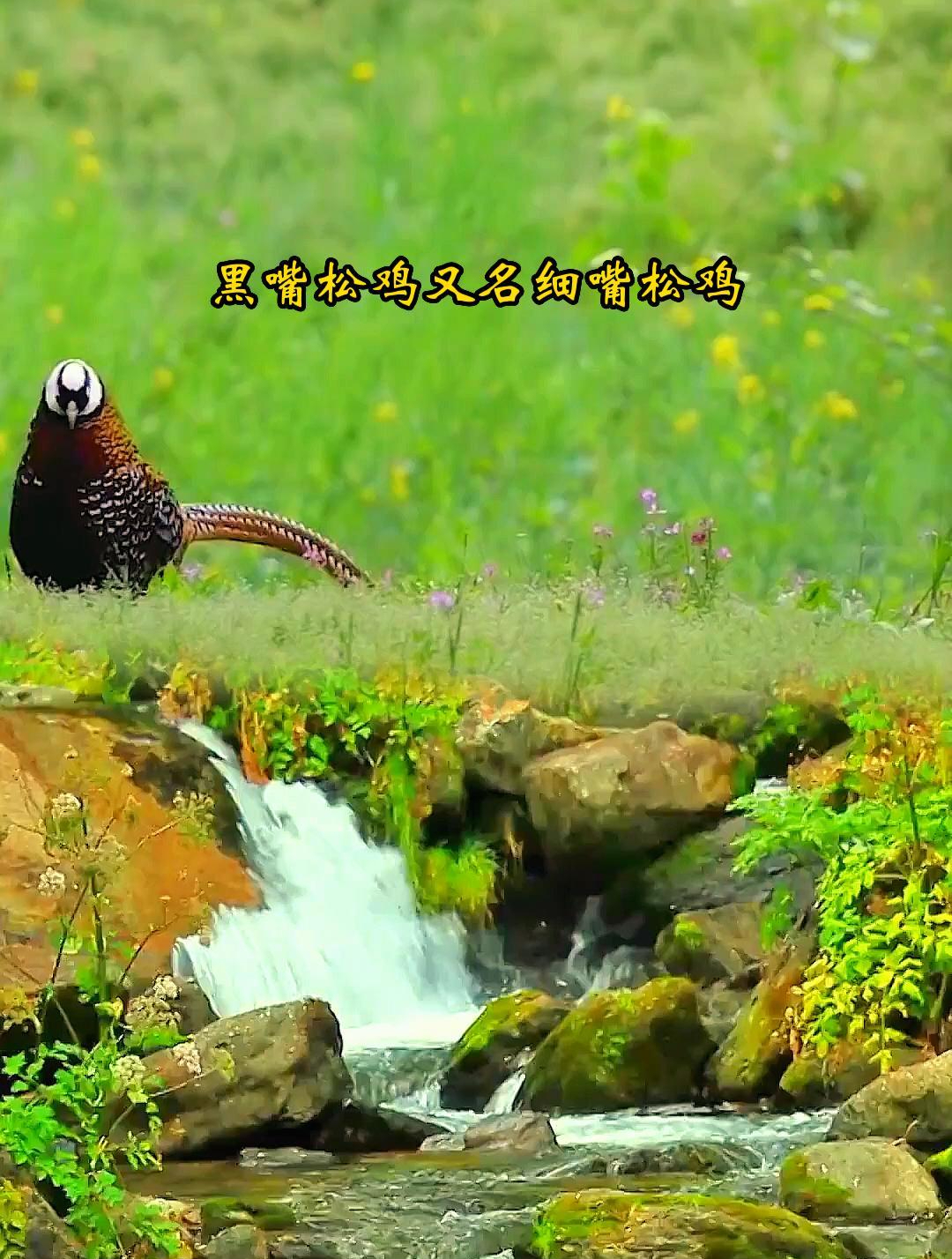黑嘴松鸡又名细嘴松鸡
