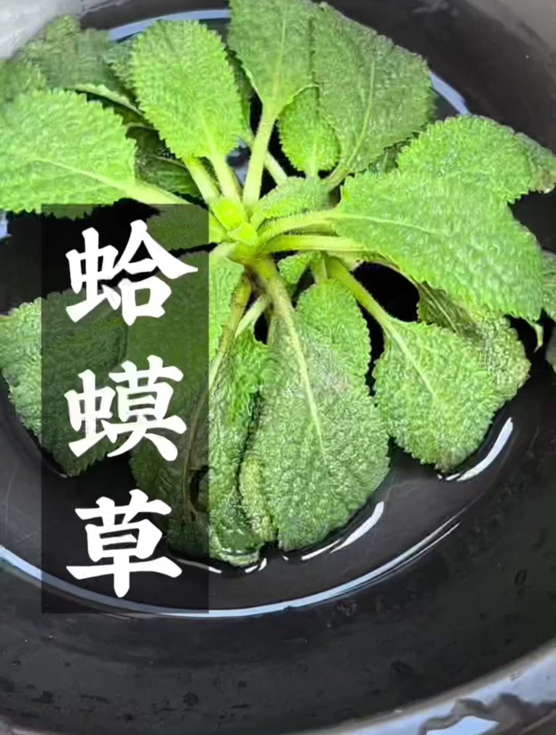 蛤蟆草泡水喝的功效与作用,你知道吗?