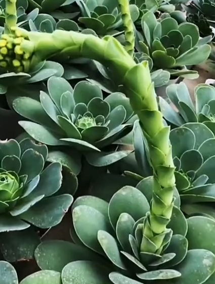 山地玫瑰开花了怎么处理呢?分享处理小妙招,学会了赶紧试试吧!