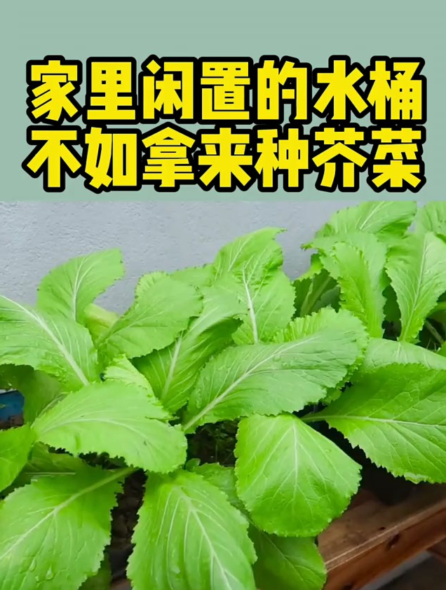闲置水桶种芥菜,腌酸菜就靠它!