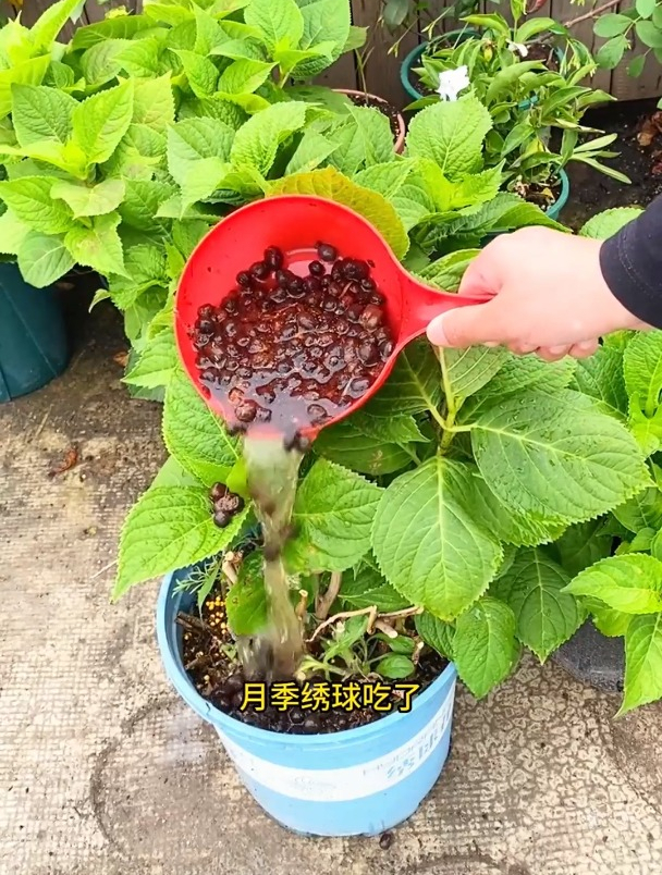 婆婆养花从来不买肥!捡点“羊粪”撒花盆里,肥力持久,效果好!