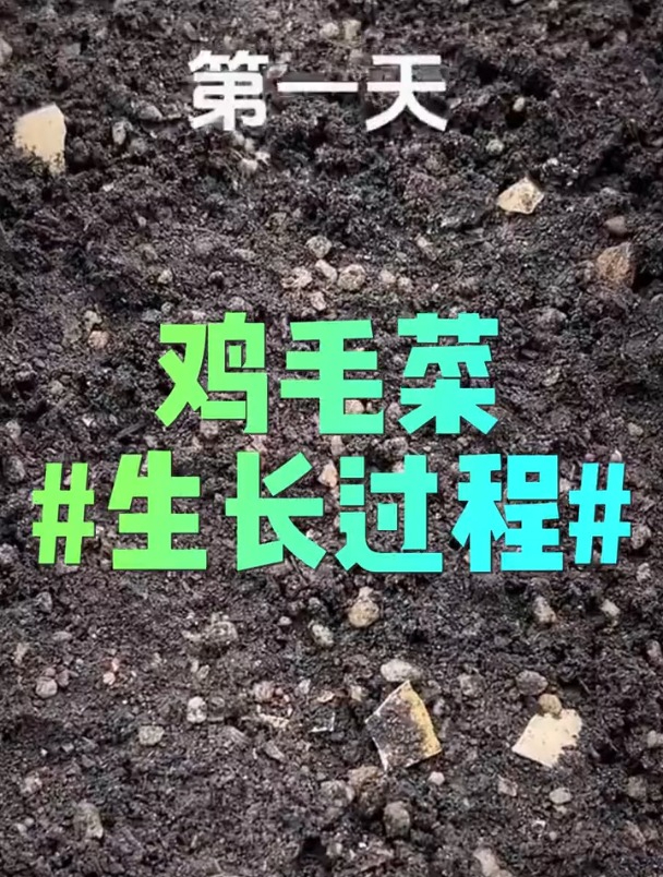 鸡毛菜的整个生长过程,太治愈了!