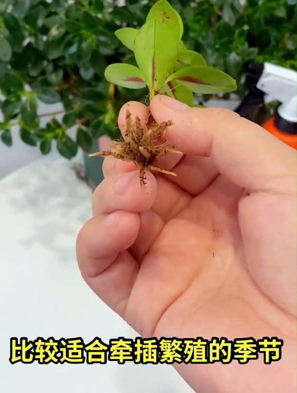 金鱼吊兰的扦插方法,感觉拿小本本记下吧!