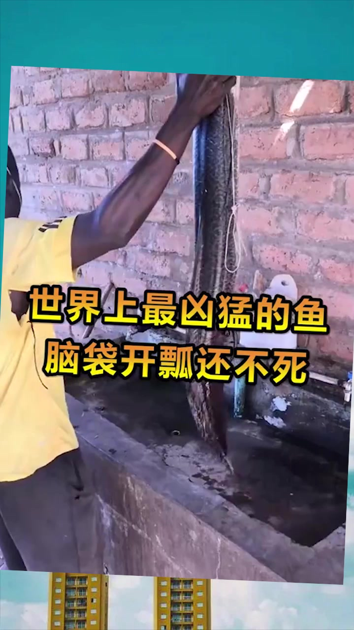 奇趣:世界上最凶猛的鱼,离开水还能活,太神奇了