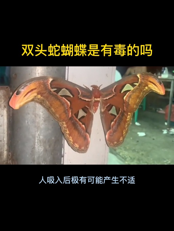双头蛇蝴蝶是有毒的吗