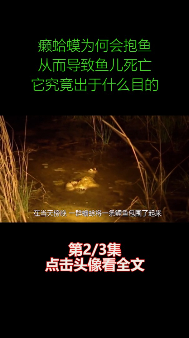 癞蛤蟆为何会抱鱼,从而导致鱼儿死亡?它究竟出于什么目的?