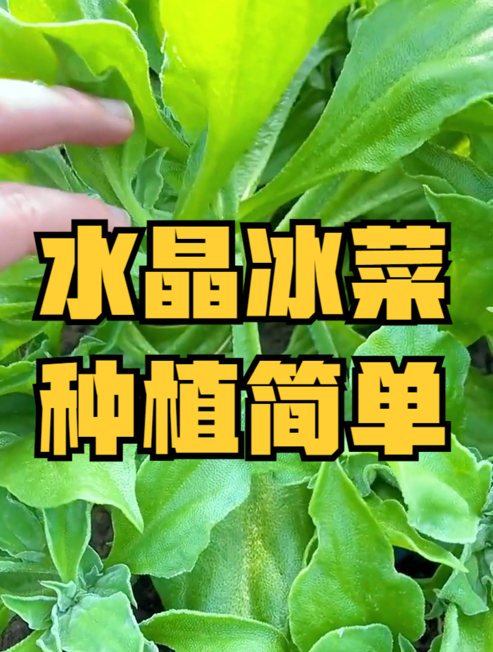 入侵的一种“水晶菜”,一斤30元吃不起,却被日本人拿来敷脸?