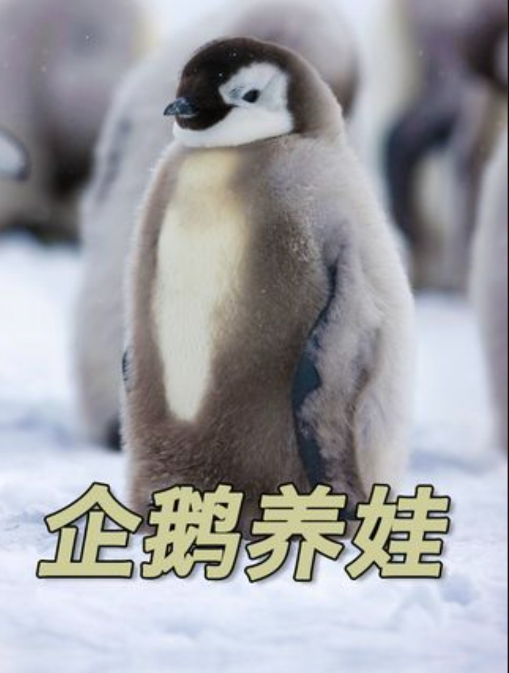 企鹅爸爸不吃不喝站立起两月孵蛋 挨个排队和打工回家的老婆相认