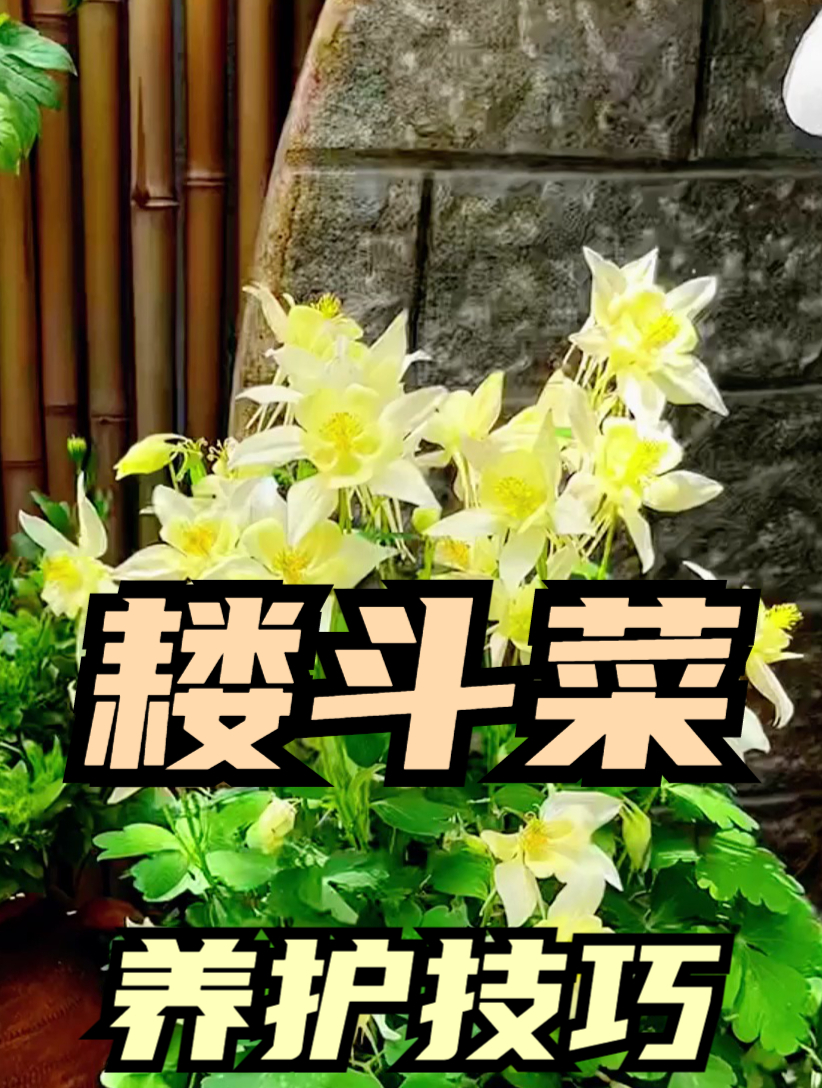 耧斗菜养护很简单,做好“几点”,不断窜出大花箭!