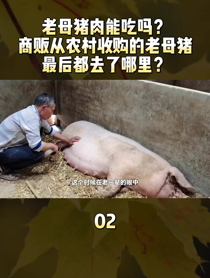 老母猪肉能吃吗?商贩从农村收购的老母猪最后都去了哪里?