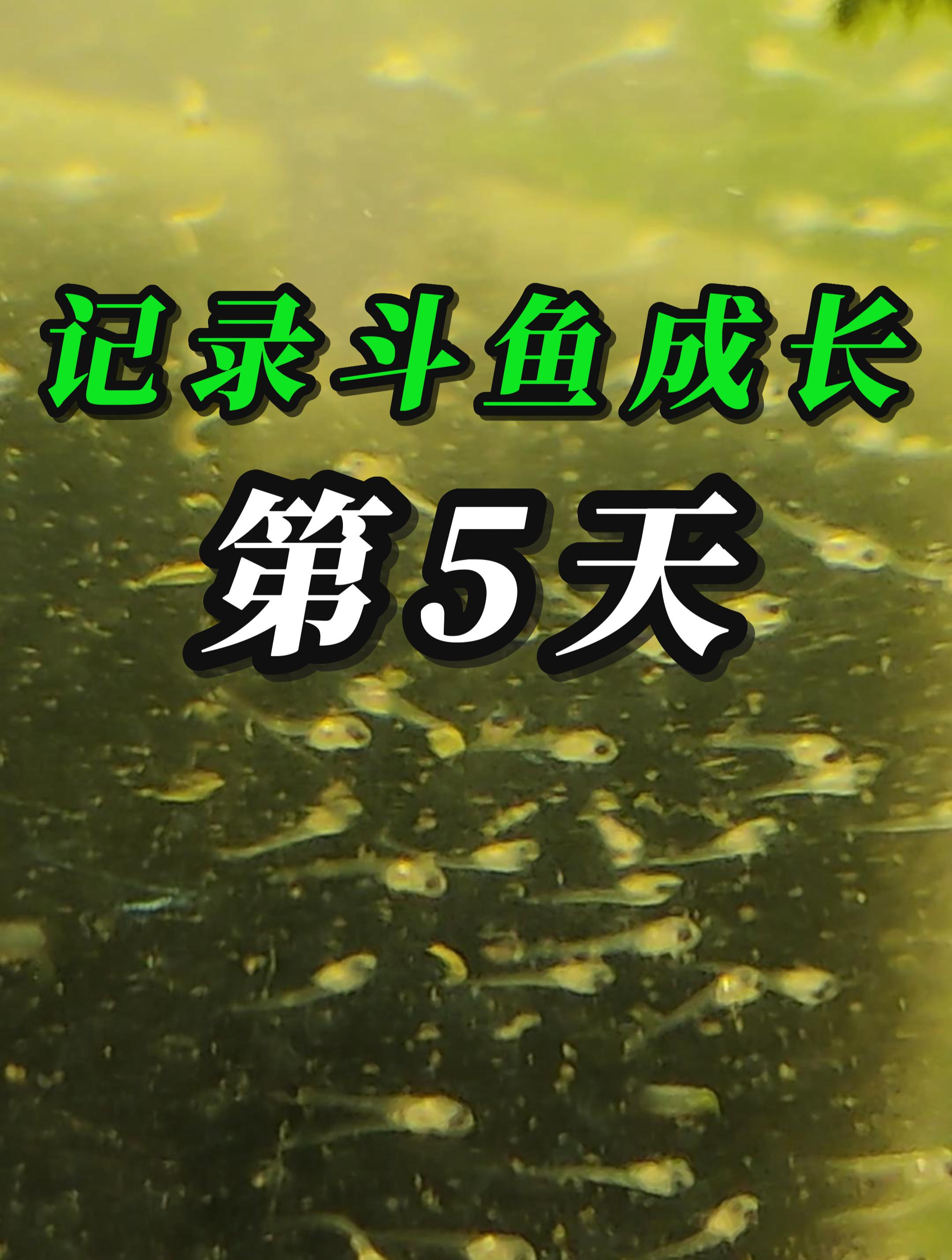 一起见证小斗鱼苗们的成长:第5天!差点就翻车啦!