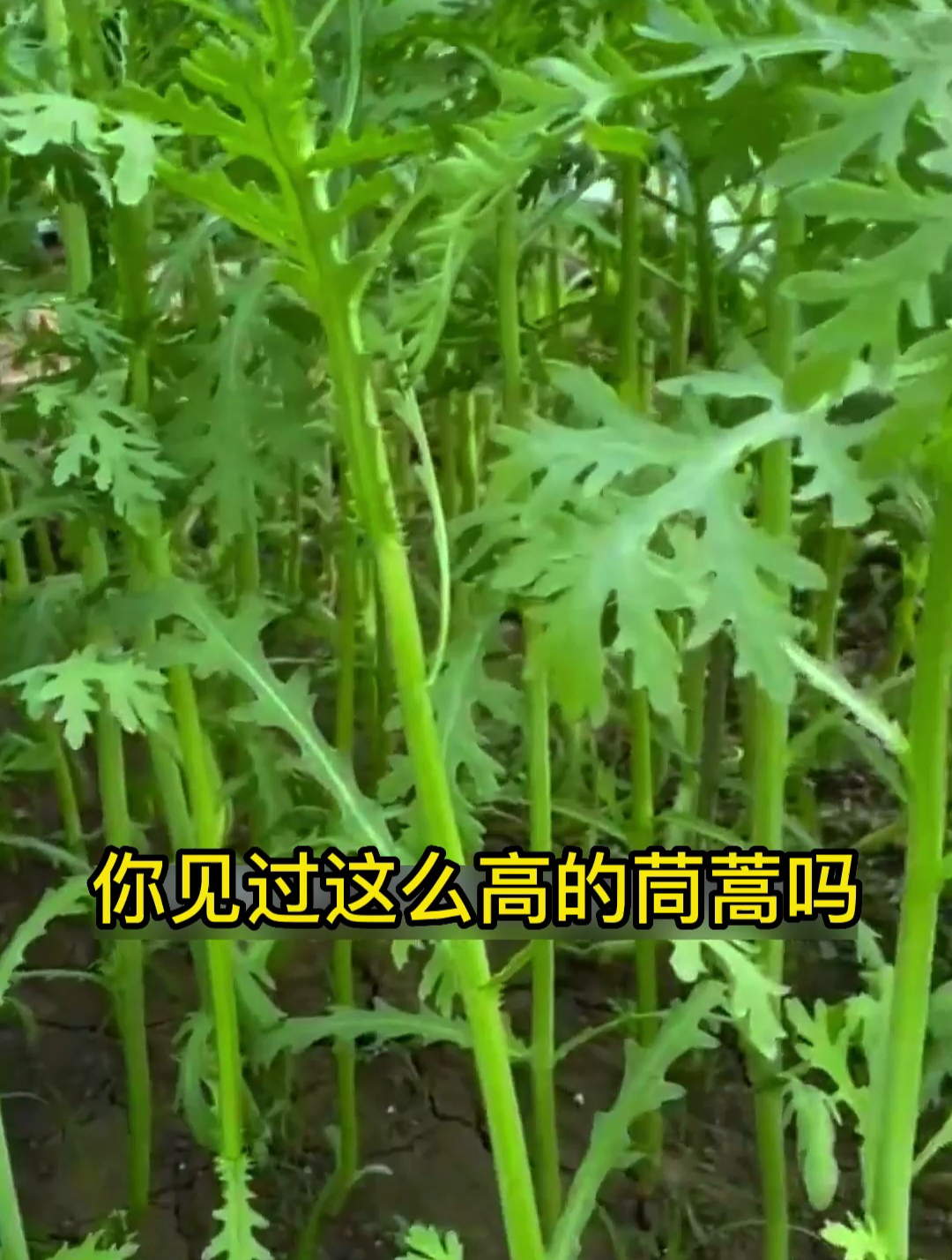 被称为“皇帝菜”的茼蒿,四季都能种,能撇着叶吃,还能多茬采收