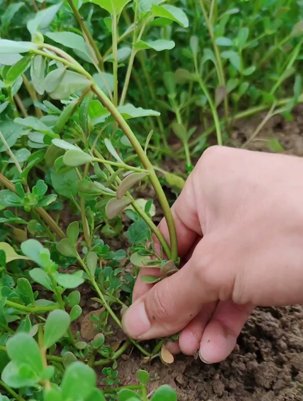 马齿苋又叫“长寿菜”,捣碎成泥是个宝,解决不少烦恼!
