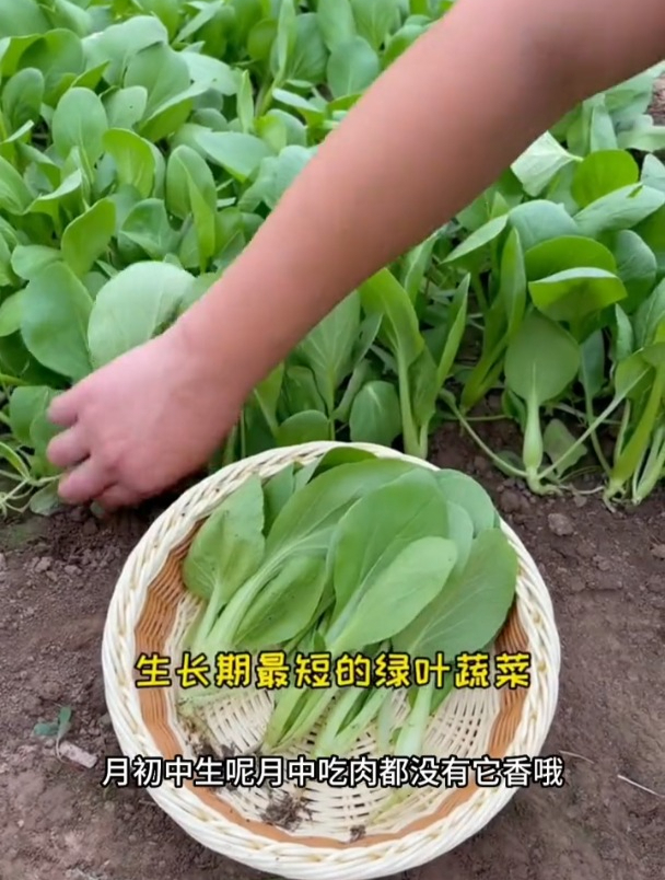 种植“鸡毛菜”,学习这些管理措施,口感比豆腐还嫩,吃一个夏!