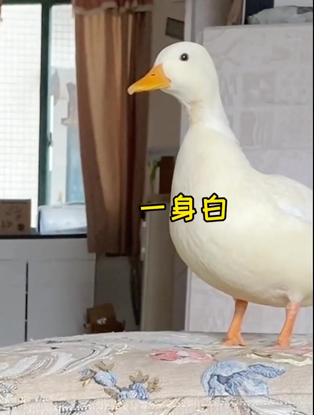 有只柯尔鸭 自己都不知道自己会飞