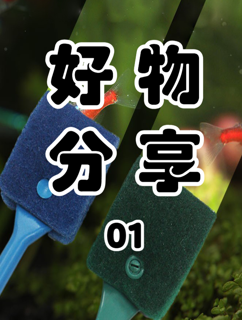鱼缸不再脏兮兮,这把刷子帮我完成了!
