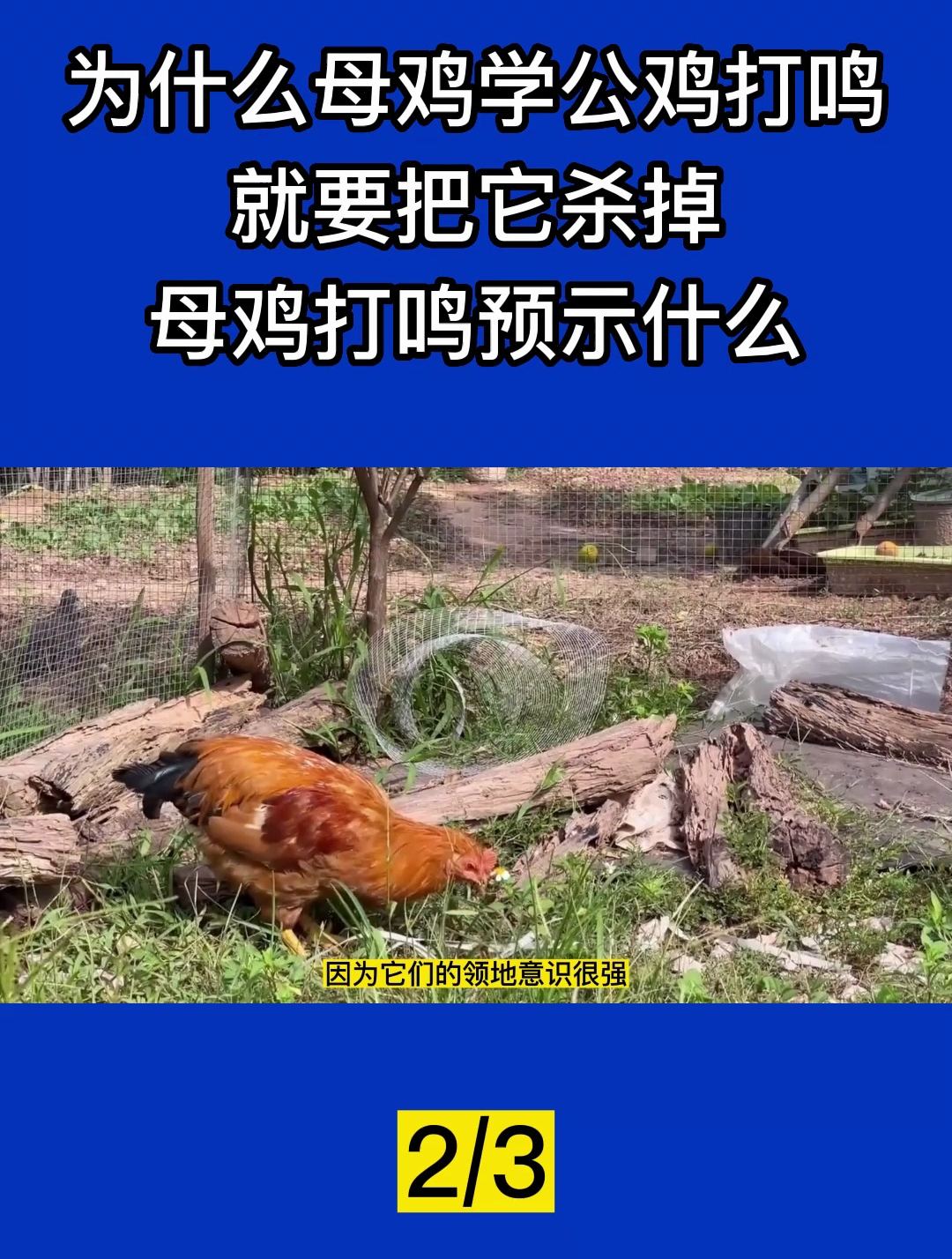 为什么母鸡学公鸡打鸣,就要把它杀掉?母鸡打鸣预示什么?2