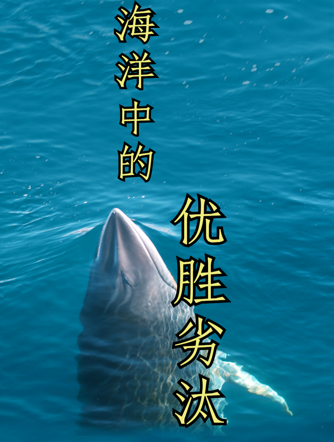 鱼塘有凶猛的大鱼,在水中能轻易击伤成年人,拿来大网捕捞4