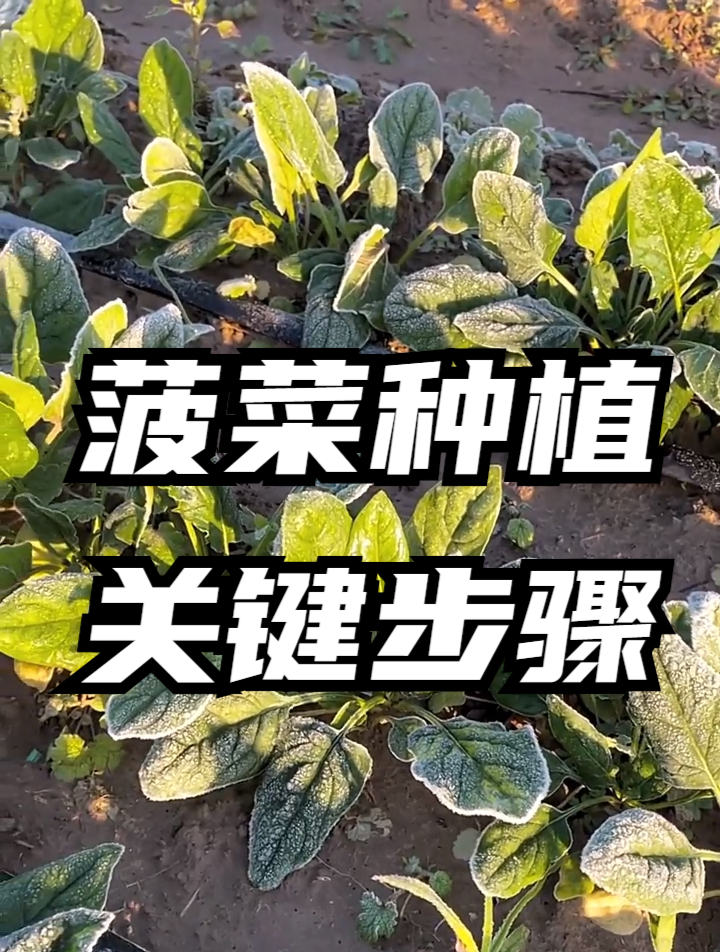 菠菜味道独特,可为什么这么难种植?主要是你没掌握这几个要点