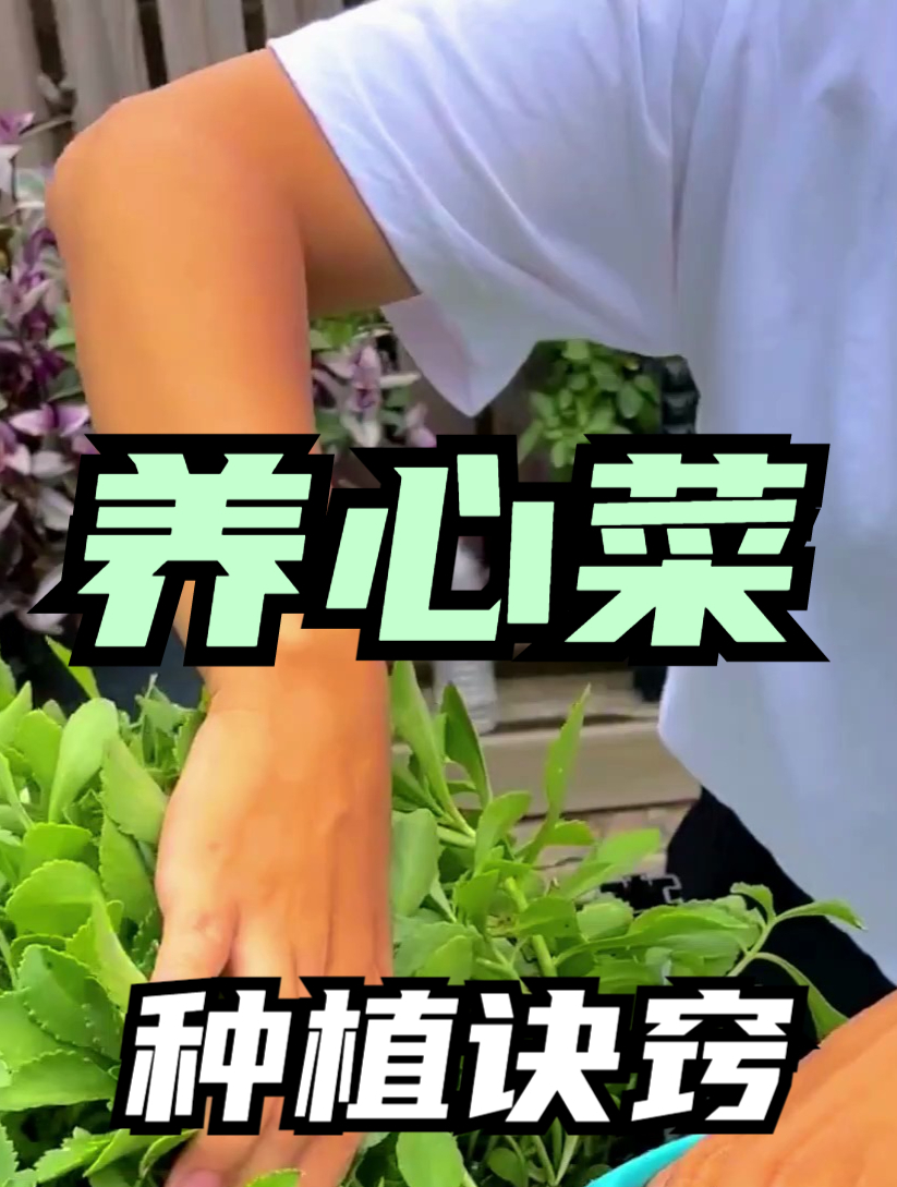 老农种养心菜可是有窍门,个个脆甜爽口,简单实用,赶快学学吧!